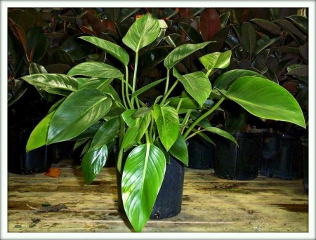 Филодендрон (Philodendron)