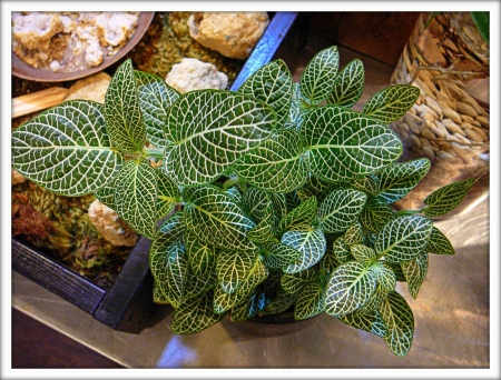 Фиттония (Fittonia)