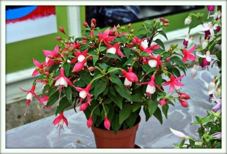 Фуксия (Fuchsia)