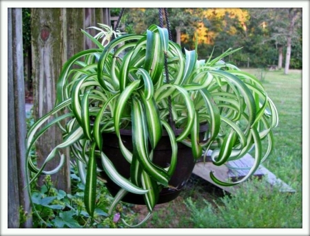 Хлорофитум (Chlorophytum)