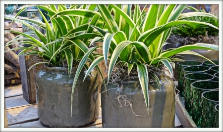 Хлорофитум (Chlorophytum)