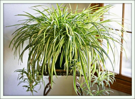 Хлорофитум (Chlorophytum)