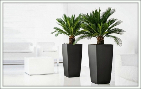 Цикас (Cycas)