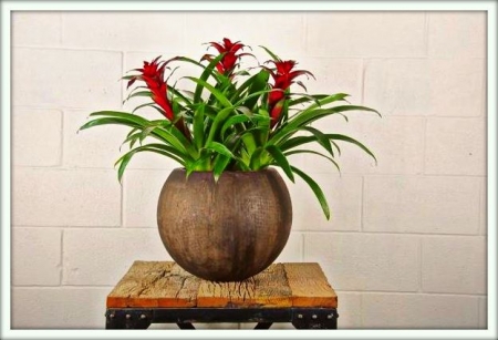 Гузмания (Guzmania)