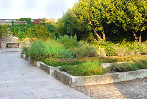 Pharmacy plant garden