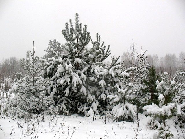 Лучшее время для пересадки хвойных деревьев на участок - зима. 
