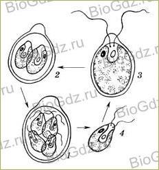 §22. Размножение споровых растений - 1