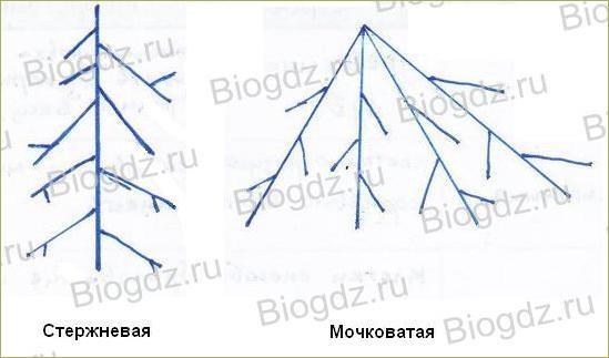 Тема 4. Органы цветковых растений - 3