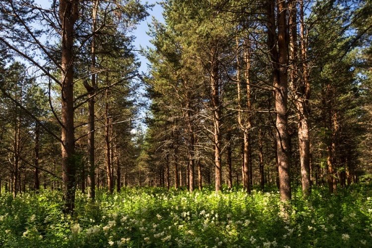 Каждый лес — это заповедник