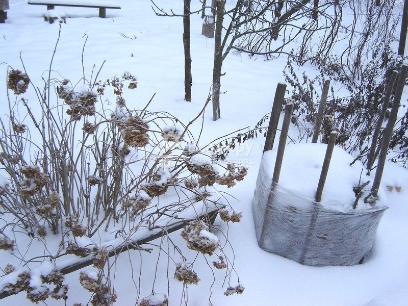 Для хвойных и вечнозеленых растений зимой особенно опасны: сухой мороз, солнце, сырость и тяжесть снежного покрова.