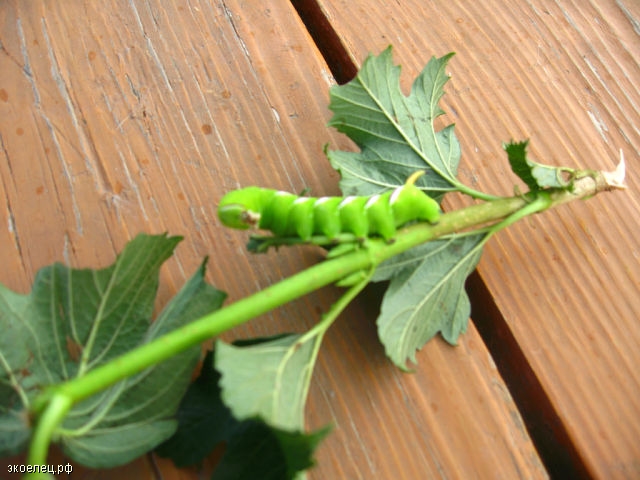 Гусеница сиреневого /бирючинного/ бражника (Sphinx ligustri)