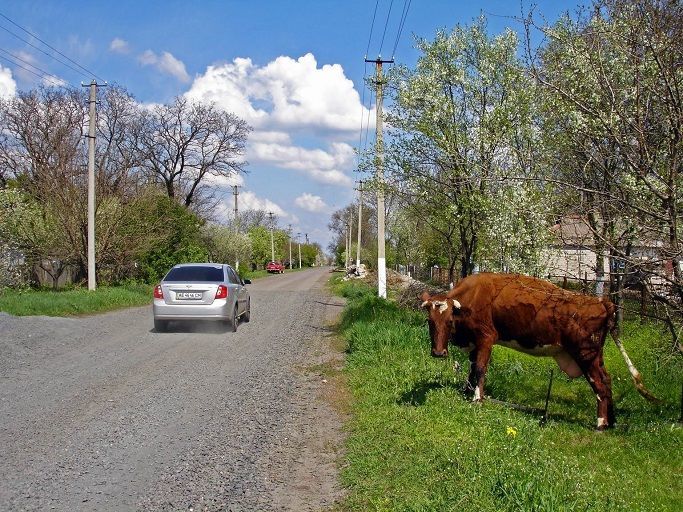 Корова у дороги