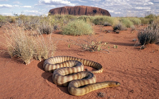 Змеи в пустыне и полупустыне