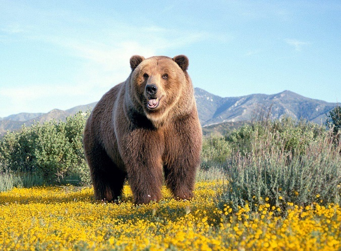 Бурыми медведь