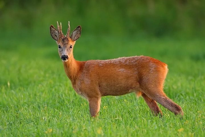 Косуля