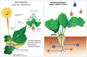 Оптимизация питания растений