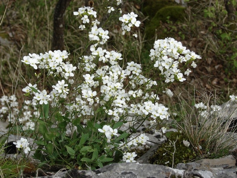 почвопрокровник Arabis caucasica