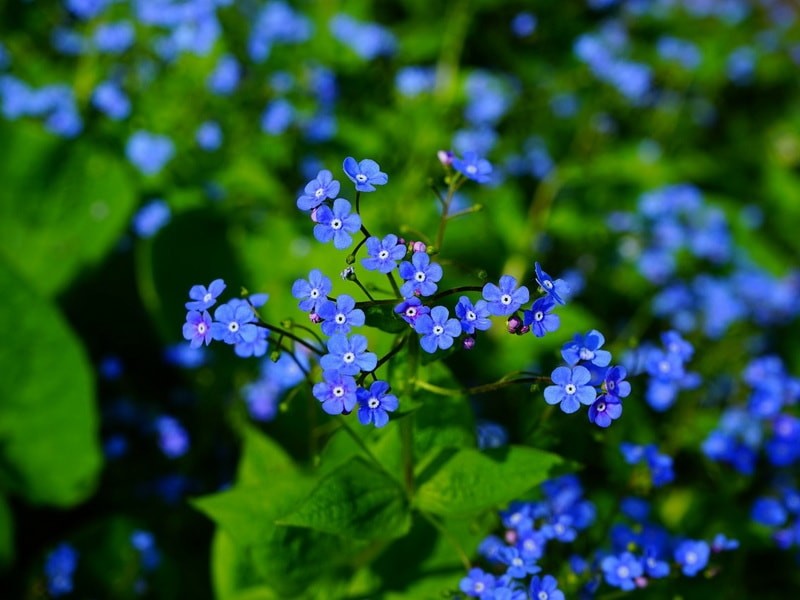 brunnera kaukasus vergissmeinnicht