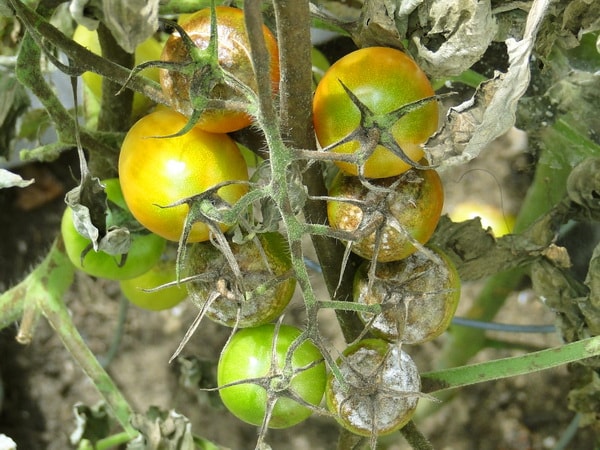 обработка томатов от фитофторы йодом