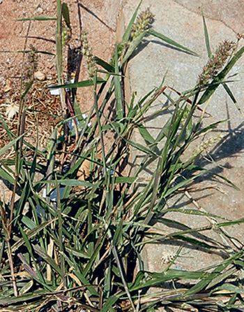 Ценхрус малоцветковый (<i>Cenchrus pauciflorus</i>). Естественный ареал вида в Северной Америке. В настоящее время растение уже проникло в южные регионы России, где стало опасным карантинным сорняком, снижающим урожайность сельскохозяйственных культур. Фото Юлии Виноградовой