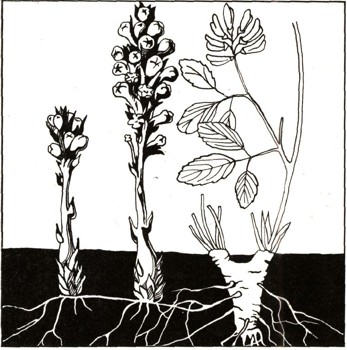 РАСТЕНИЯ-ПАРАЗИТЫ И ПОЛУПАРАЗИТЫ