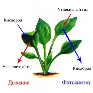 ДЫХАНИЕ РАСТЕНИЙ