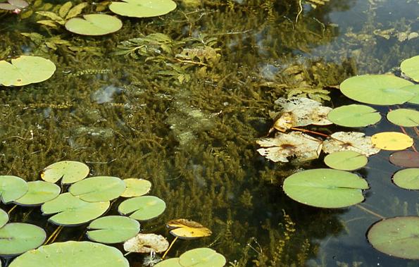 элодея под водой