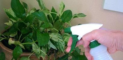 зеленое мыло для растений инструкция