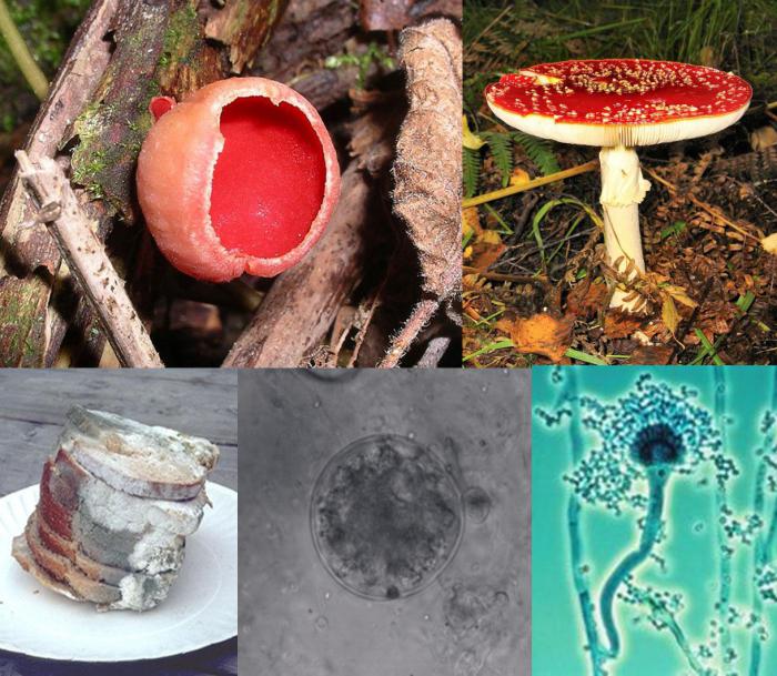 охарактеризуйте роль одноклеточных грибов в природе