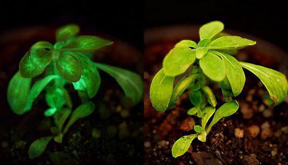 свет в жизни растений