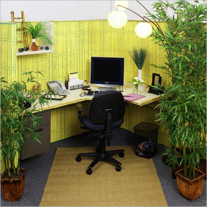растения в офисе 