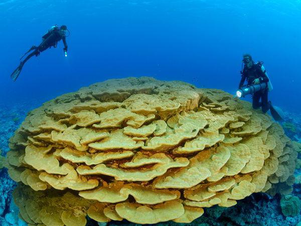 кораллы это животное или растение