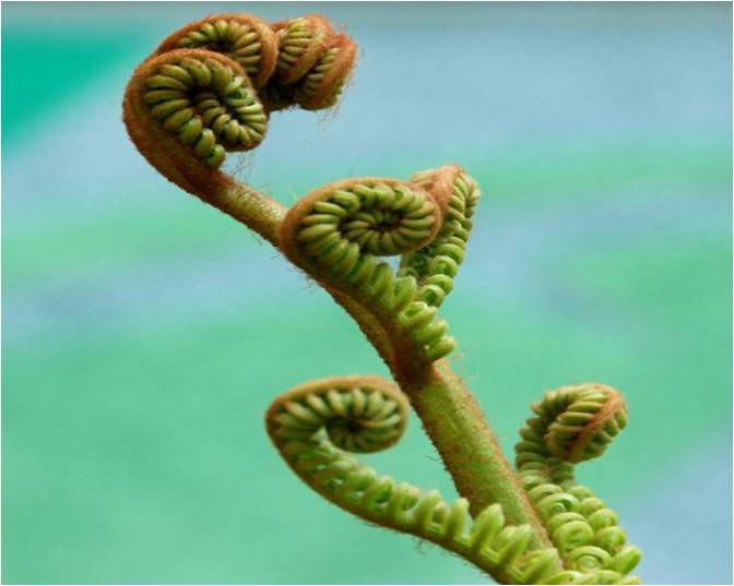 ростовые движения растений 