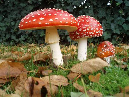 опасные растения и грибы 