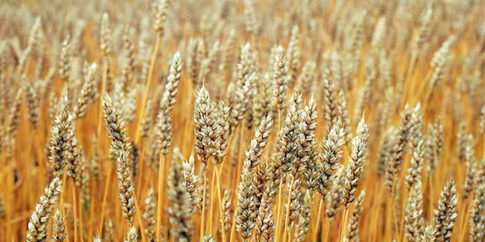 Чем отличается колосок пшеницы от колоса ржи