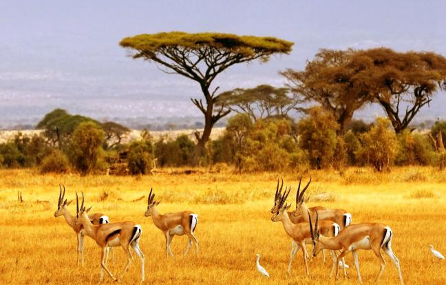 африканская степь саванна животные