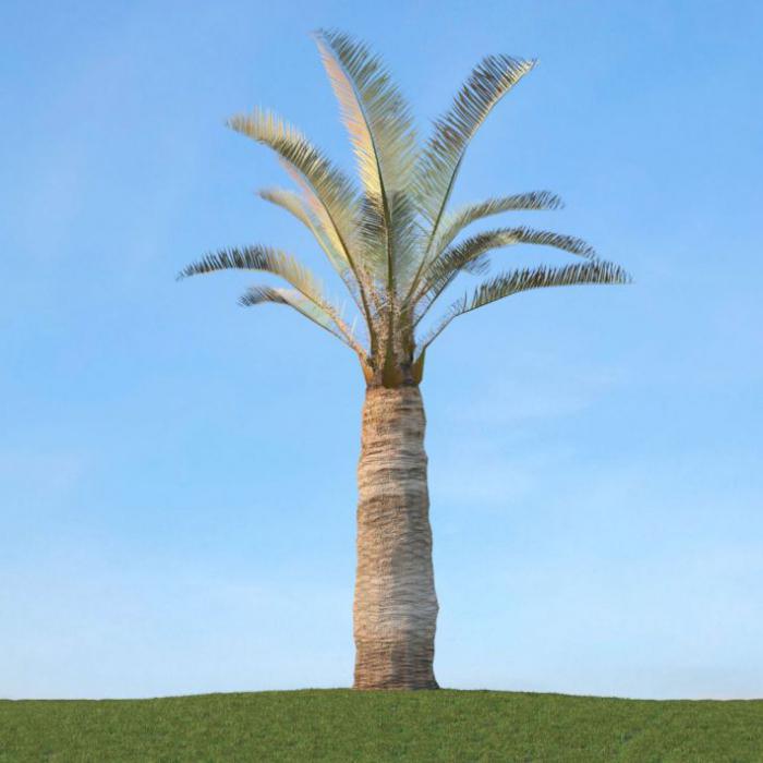 юбея пальма