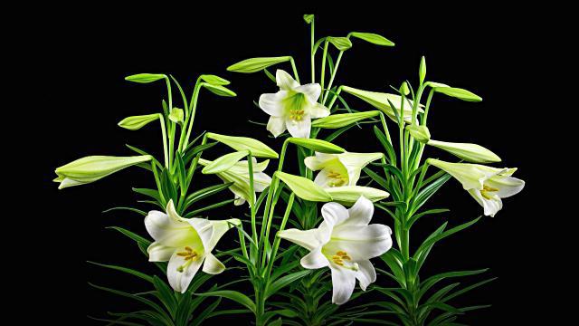 цветы белой лилии лечебные свойства