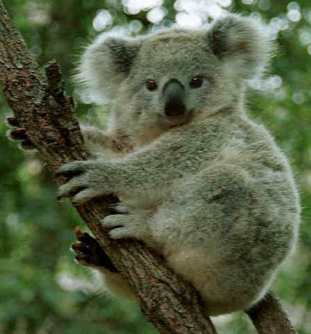 где живет коала