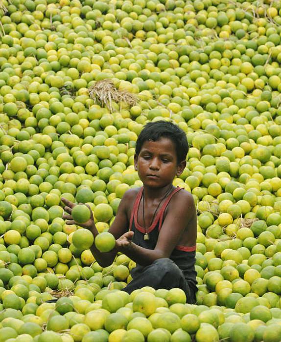 родина лимона индия 