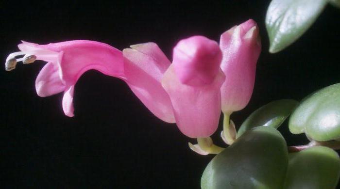 Цветок эсхинантус: уход