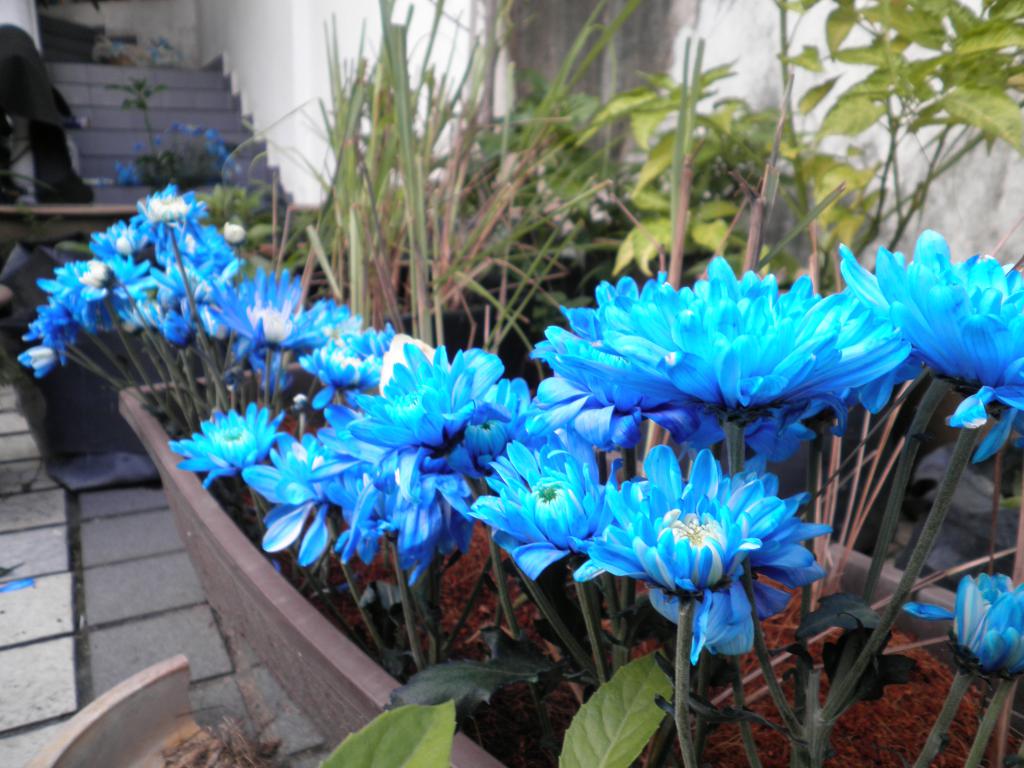 Хризантемы синие