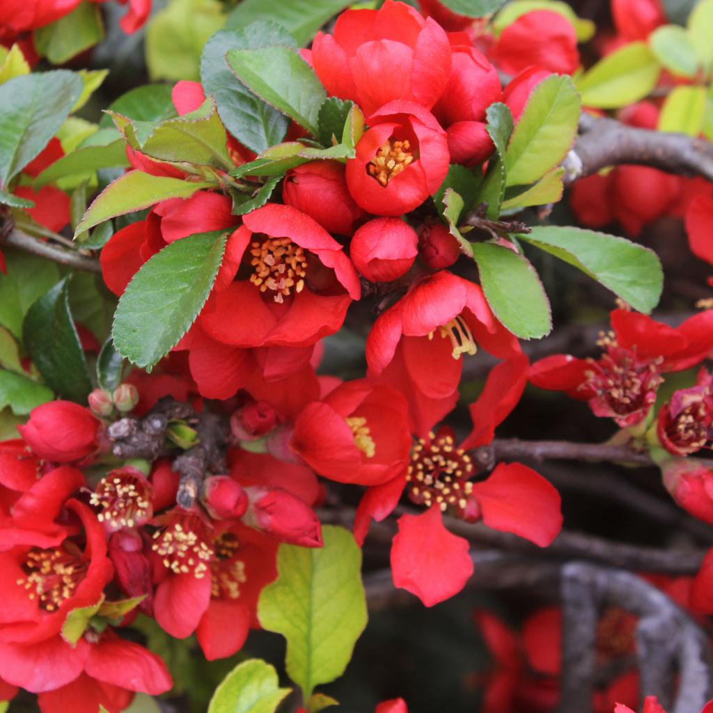 Цветы айвы японской издают чудесный аромат