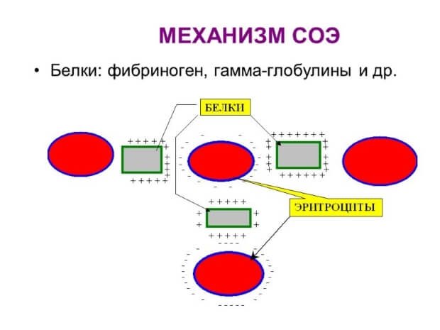 Механизм СОЭ