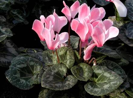 Cyclamen11