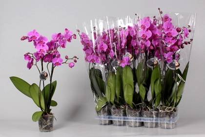 Phalaenopsis10