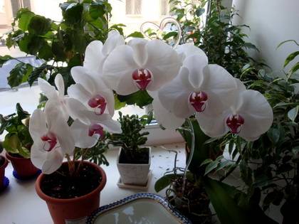 Phalaenopsis14