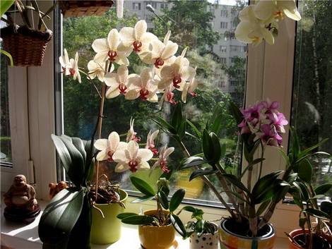 Phalaenopsis3