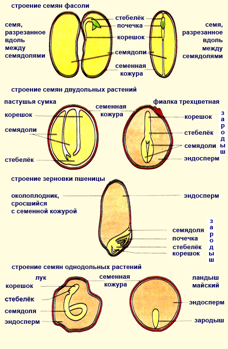 Строение семян