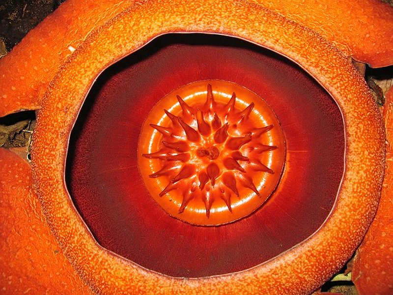 Чудо-цветок Раффлезия (17 фото)